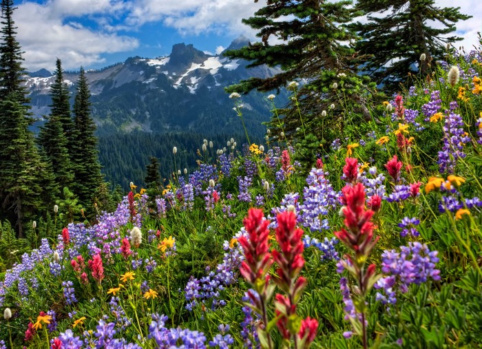 Wildflowers and Mountains in Mount Rainier National Park, USA