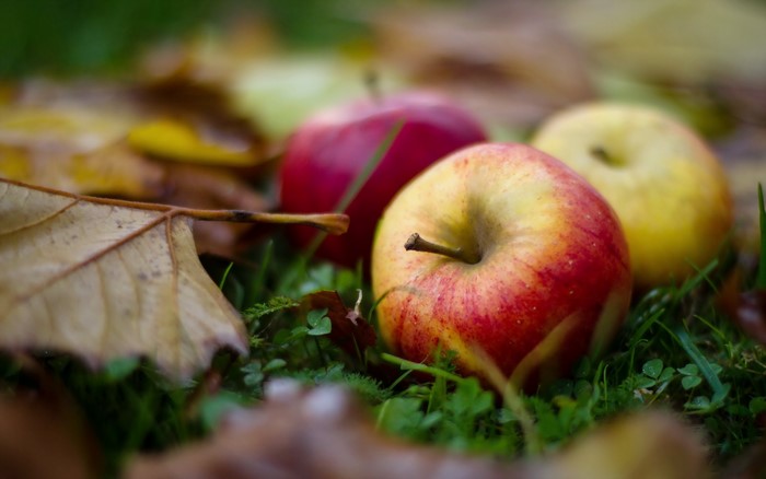 Apples and fallen leaves on grass