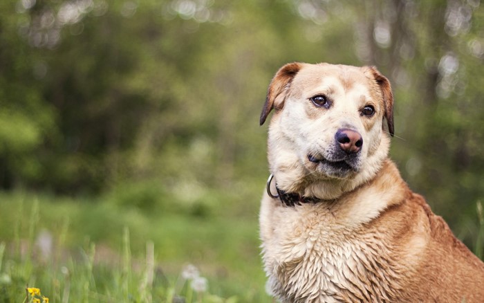 A dog looking to the side in a grassy field