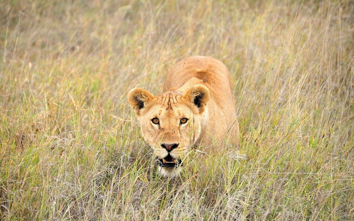 Lioness crouching in tall dry grass
