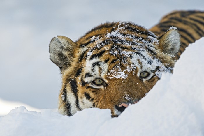 Tiger peeking from snow
