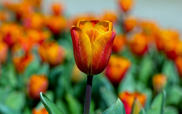 Close-up of a red and orange tulip with other tulips in the background