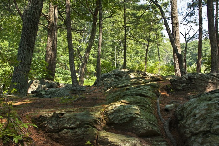 Forest with large rocks and trees in Massachusetts, USA