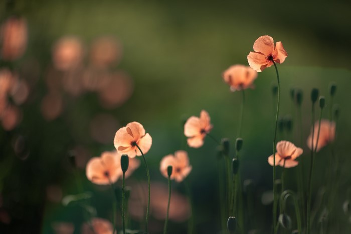 Orange poppies in soft sunlight