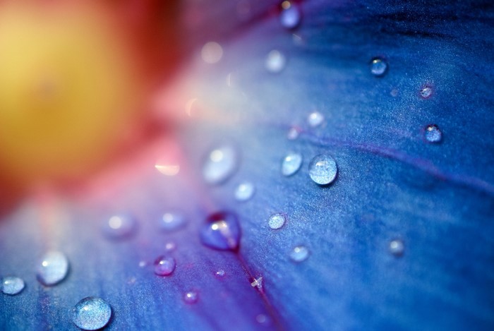Close-up of blue flower petal with water drops