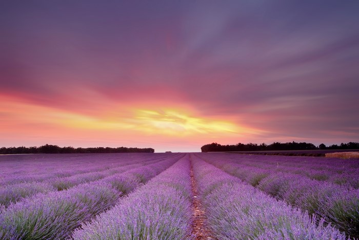 Lavender fields at sunset