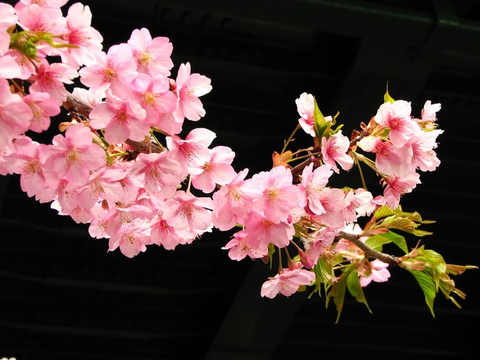 Pink cherry blossoms on a branch