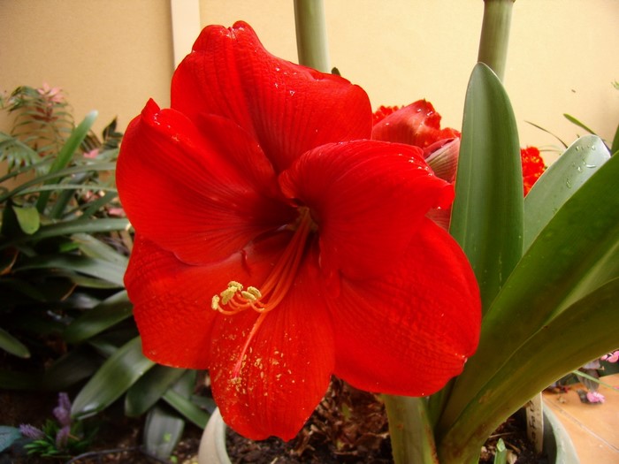 Red Amaryllis Flower Closeup