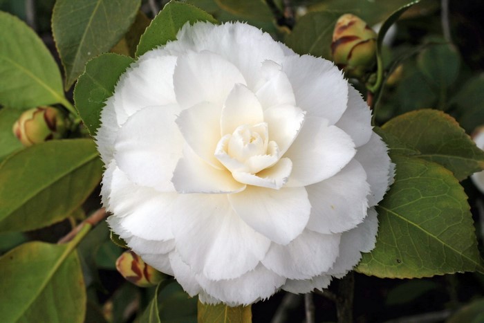 White Camellia flower with buds and leaves