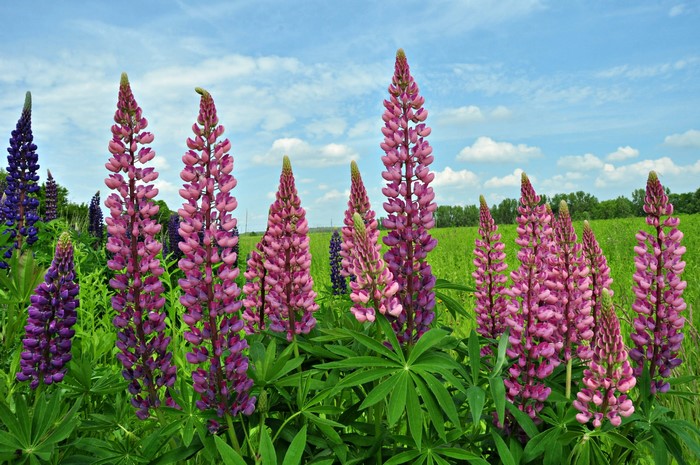 Field of Lupine flowers under a blue sky