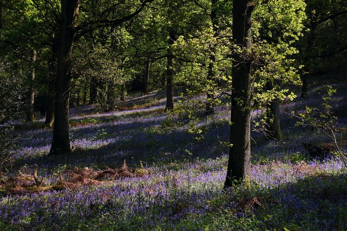 Forest floor covered in bluebells with dappled sunlight