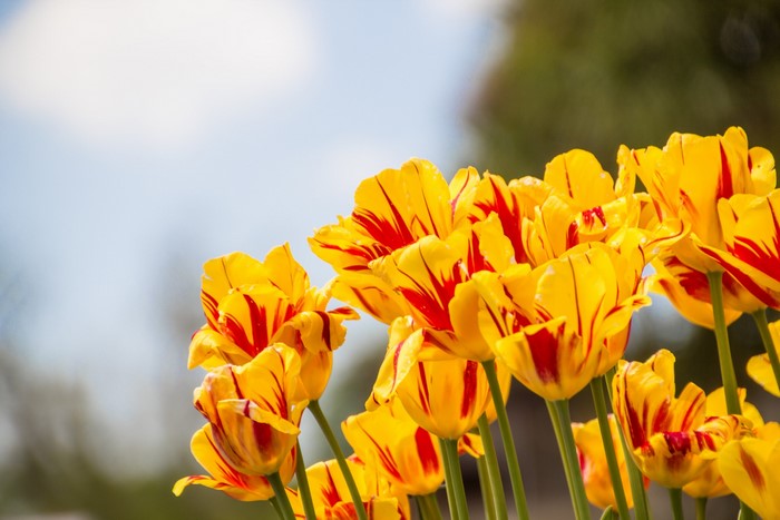 Yellow and red striped tulips in bloom