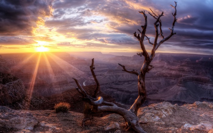 Grand Canyon Sunrise with Dead Tree
