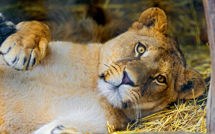 Lioness lying on hay, looking at the camera