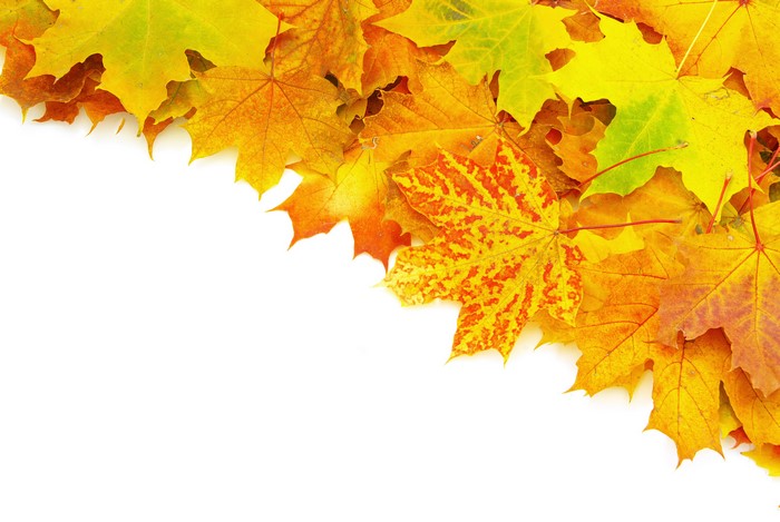 Autumn Maple Leaves