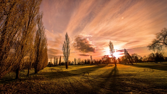 Tall trees in a field at sunset