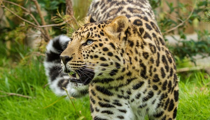 Leopard in green grass and trees