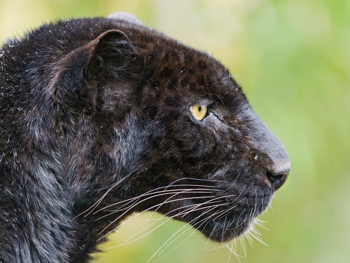 Close-up of a black panther's head