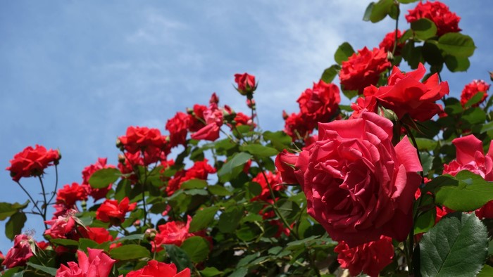 Many Red Roses Against Blue Sky