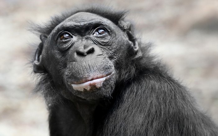 Bonobo monkey looking up