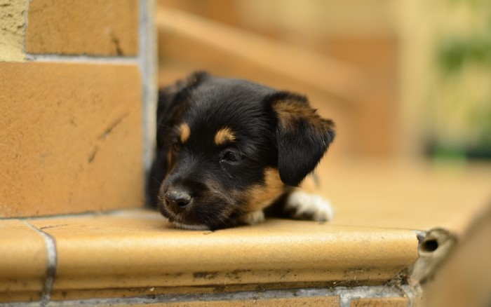 A black and tan puppy rests on a step