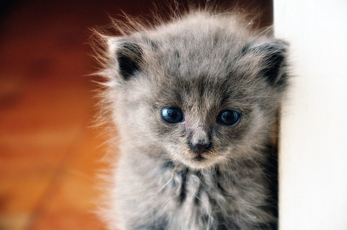 Grey Kitten Peeking Out
