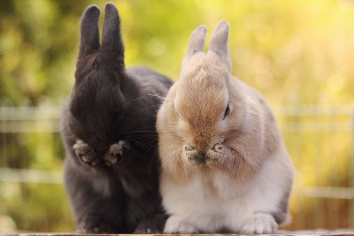 Two baby rabbits grooming themselves