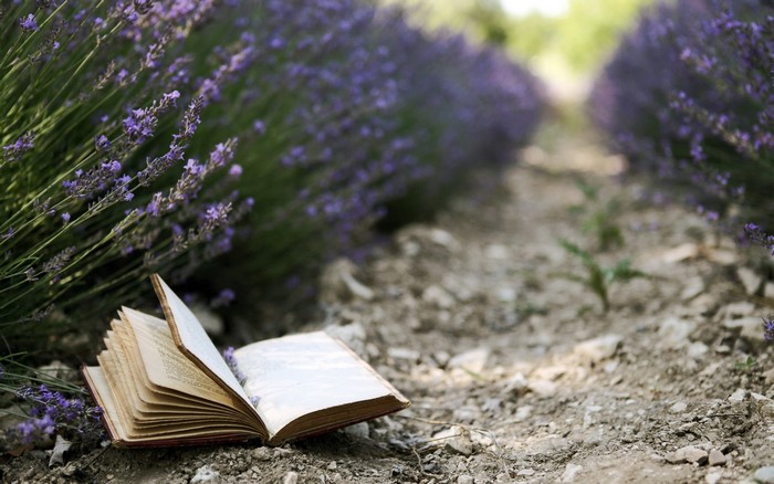 Open book in a lavender field