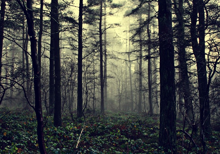 Misty forest with tall trees and dense undergrowth