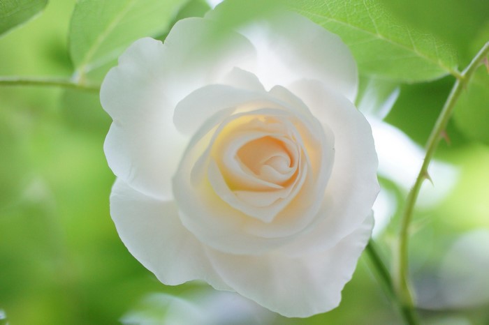 Close-up of a white rose with green leaves