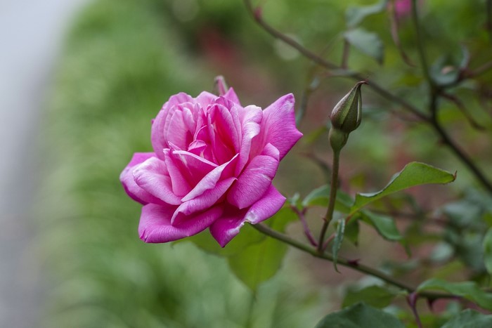 Pink rose in bloom with a rose bud