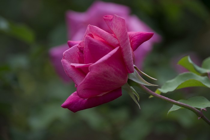 Pink rose in bloom with green foliage