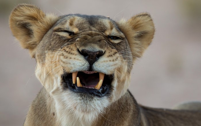 Lioness roaring with mouth open and teeth bared