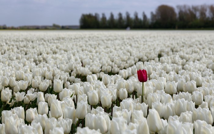 Field of White Tulips with a Single Red Bloom