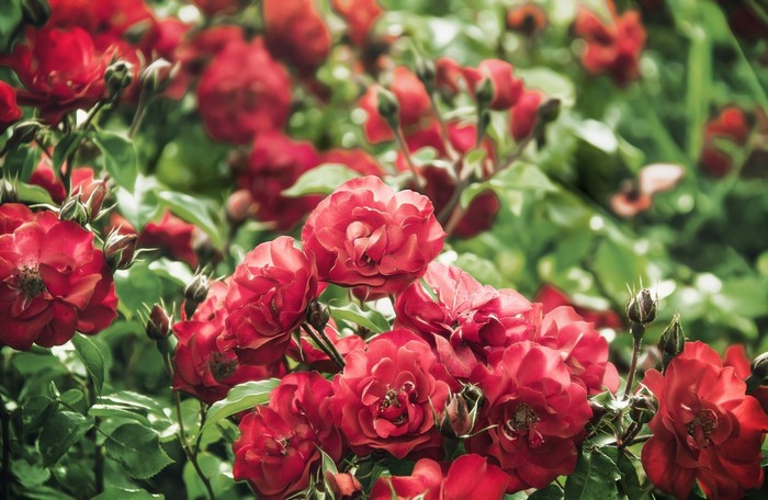 Red Roses in Bloom