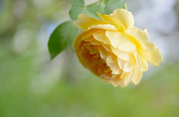Yellow rose with green leaves