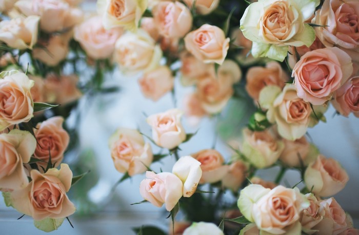 Many light pink and cream roses