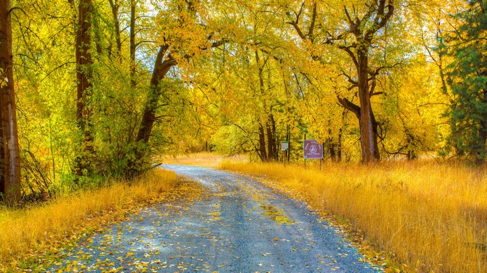 Autumn road through a forest with yellow leaves