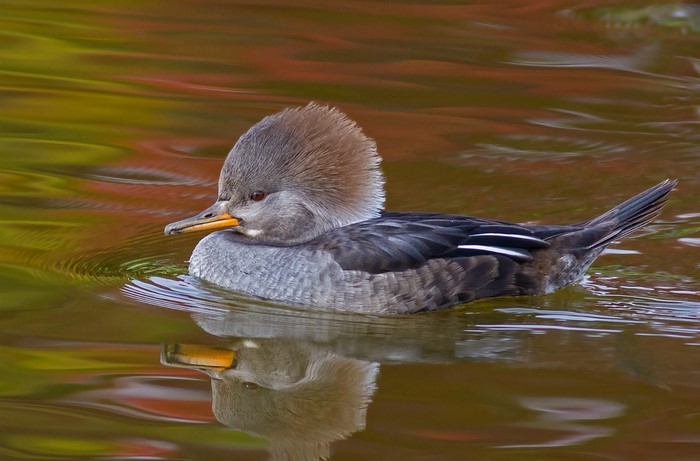 Female Hooded Merganser Duck Swimming in Water