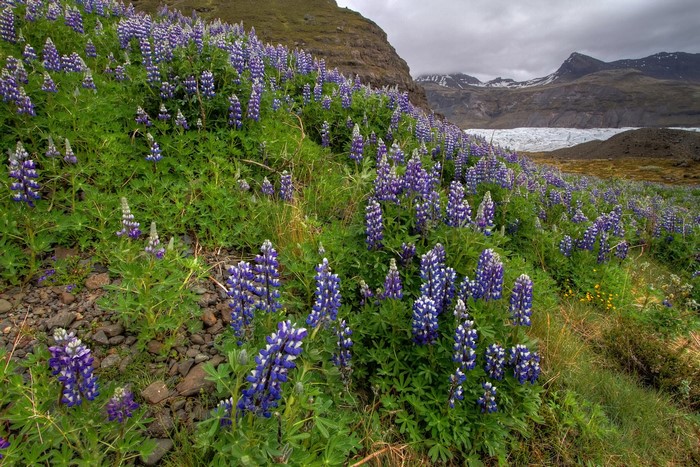 Purple Lupins blooming on a hillside with a glacier in the background