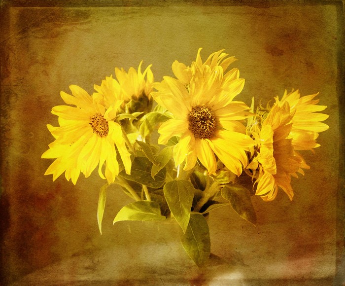 A bouquet of sunflowers with a vintage texture