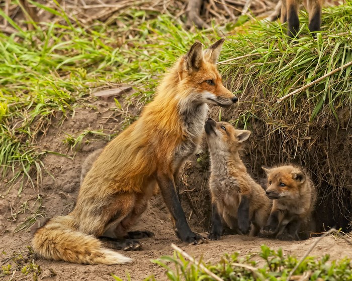 Red Fox mother with her kits near a den