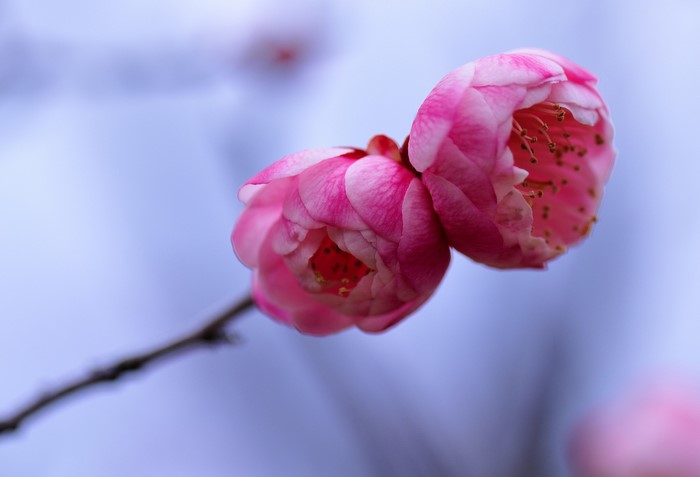 Two pink plum blossoms on a branch
