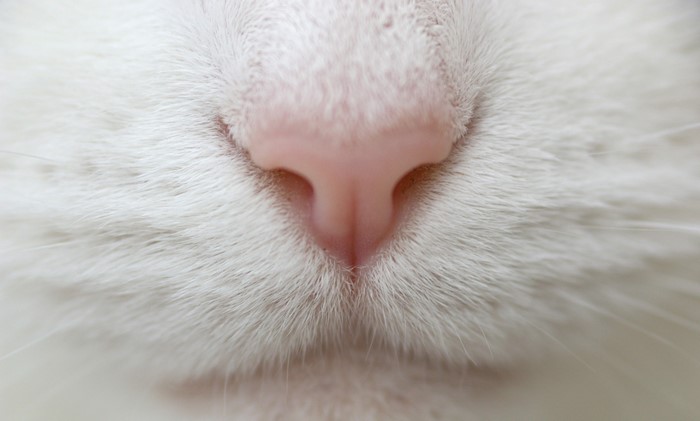 Close-up of a white cat's pink nose