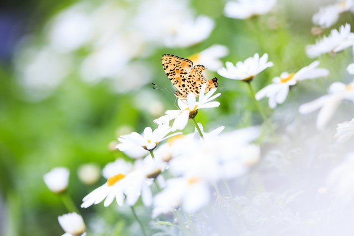 Butterfly on a daisy flower