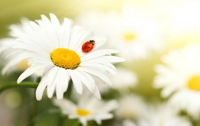 Ladybug on a daisy flower