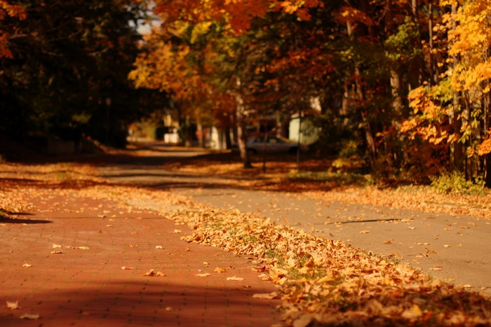 Autumn leaves on a brick path and road