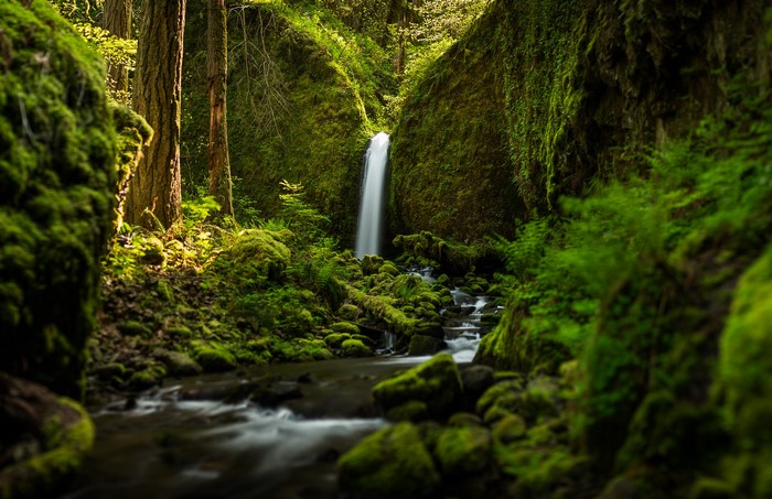 Waterfall in a mossy forest with a stream