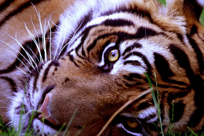 Photo Tigers Big cats 3D Graphics Roar Snout animal 3825x2550