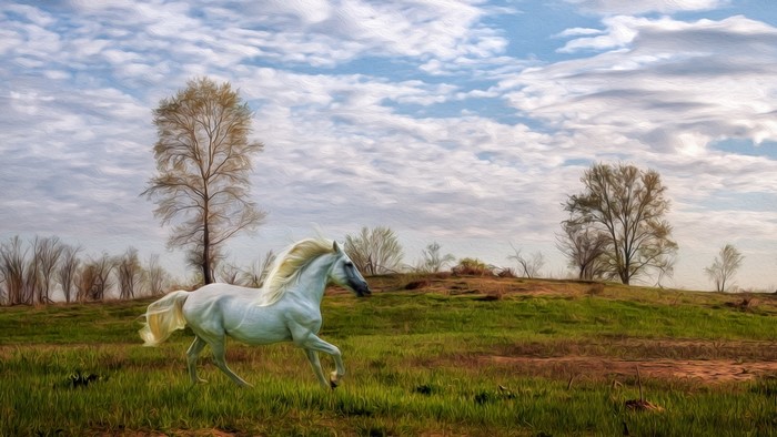 White horse running in a grassy field with trees and clouds